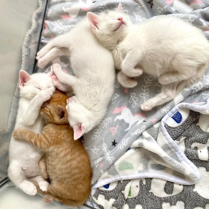 snuggly sleeping kittens
